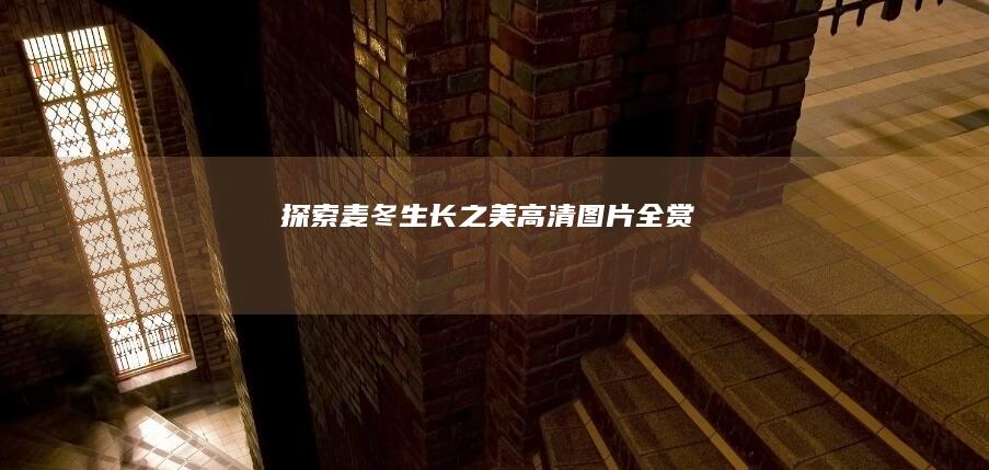 探索麦冬生长之美：高清图片全赏